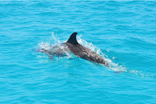 Dolphin Tour: Ruta en Jet Ski (Santa Eulalia del Río, Ibiza)