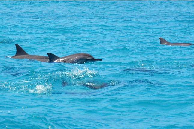 Dolphin Tour: Ruta en Jet Ski (Santa Eulalia del Río, Ibiza)