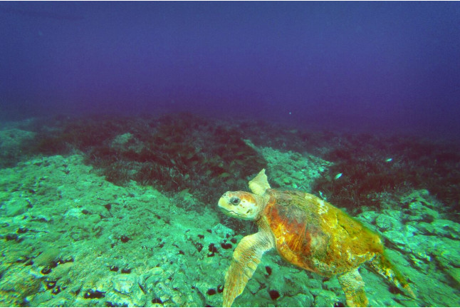 Ruta en Kayak con Reportaje Fotográfico, Refrigerio y Snorkel con Cabo de Gata Activo (Níjar, Almería)