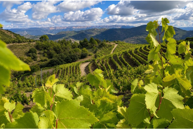 Escapada con Visita a las Viñas, Bodega y Cata en La Caseta del Priorat II (Porrera, Tarragona)