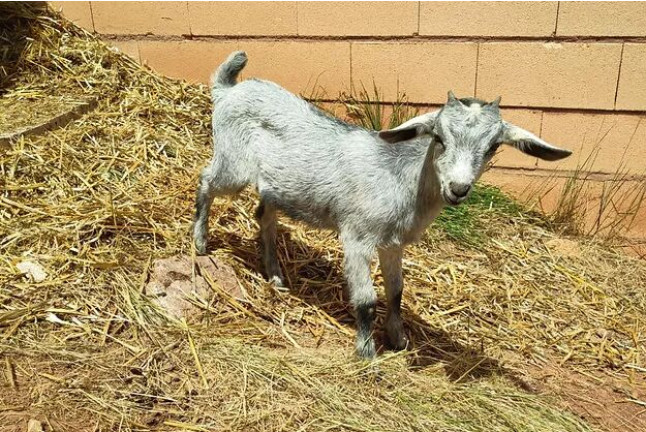 Entrada a Parque de Fauna La Maleza (Albarracín, Teruel)
