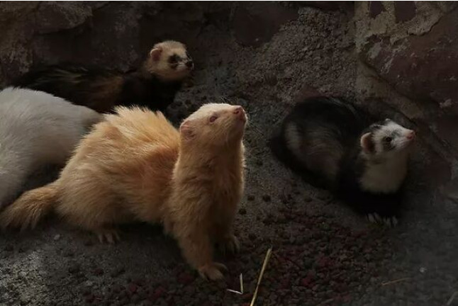 Entrada a Parque de Fauna La Maleza (Albarracín, Teruel)