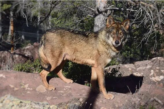 Entrada a Parque de Fauna La Maleza (Albarracín, Teruel)