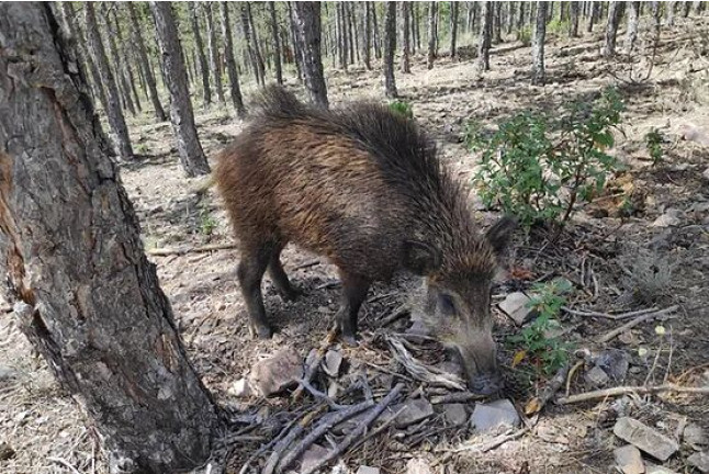 Entrada a Parque de Fauna La Maleza (Albarracín, Teruel)