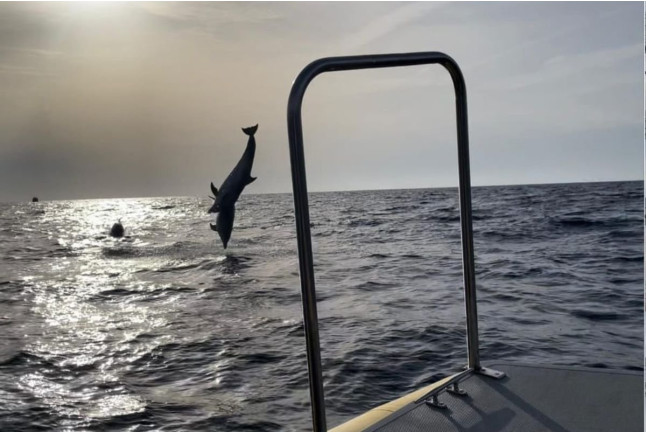 Excursión en Lancha con Avistamiento de Delfines (Can Picafort, Mallorca)