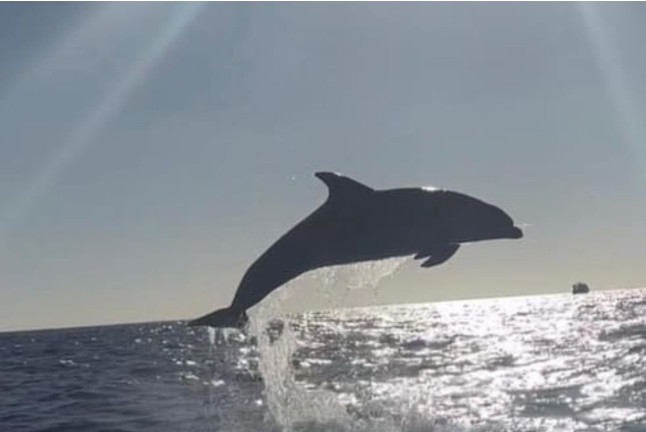 Excursión en Lancha con Avistamiento de Delfines (Can Picafort, Mallorca)