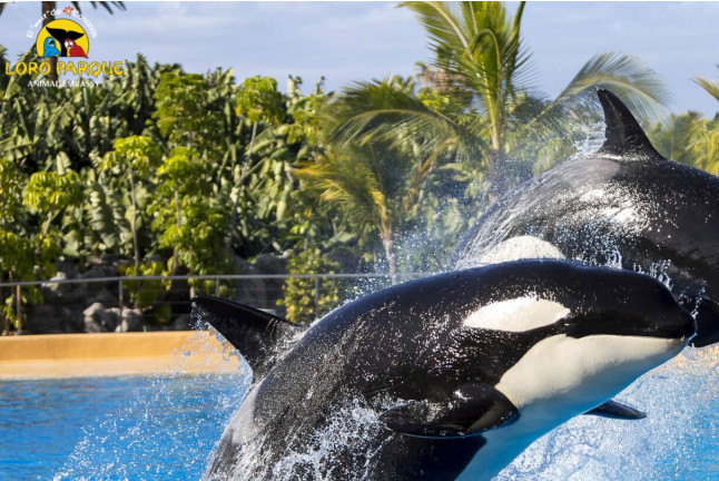 Entrada al Loro Parque (Tenerife)