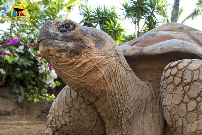 Entrada al Loro Parque (Tenerife)