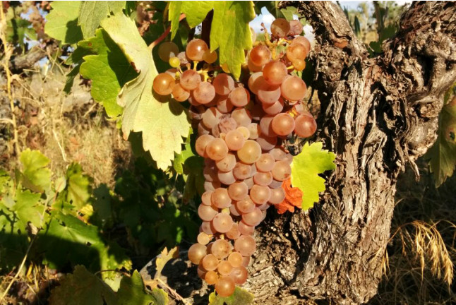 Visita a los Viñedos y a las Bodegas Malacuera con Degustación de Vinos para dos (Castrillo de Duero, Valladolid)