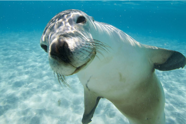Entrada a Marineland Mallorca (Costa d’en Blanes, Mallorca)