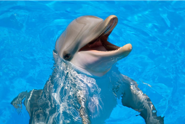 Entrada a Marineland Mallorca (Costa d’en Blanes, Mallorca)