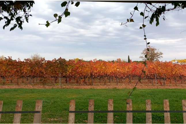Visita y Cata de Vino en Bodega y Viñedos Martín Berdugo (Aranda de Duero, Burgos)