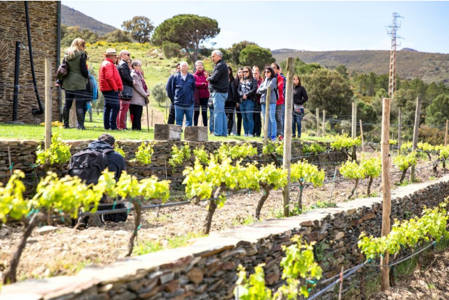 Desayuno Entre Viñas y Visita a Bodega en Celler Martín Faixó (Girona)
