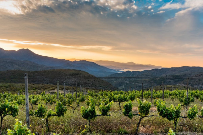 Desayuno Entre Viñas y Visita a Bodega en Celler Martín Faixó (Girona)