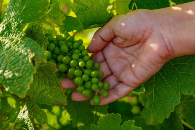 Desayuno Entre Viñas y Visita a Bodega en Celler Martín Faixó (Girona)