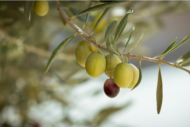 Visita Premium: Visita Guiada a Bodega Mas de Rander y Viñas con Cata de 5 Vinos y Aceite para dos (Torreblanca, Castellón)