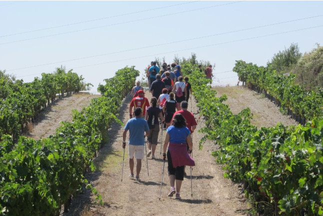 Walk and Wine: Ruta Libre por los Viñedos, Visita Guiada y Cata de Vino en Celler Mas Vicenç (Cabra del Camp, Tarragona)
