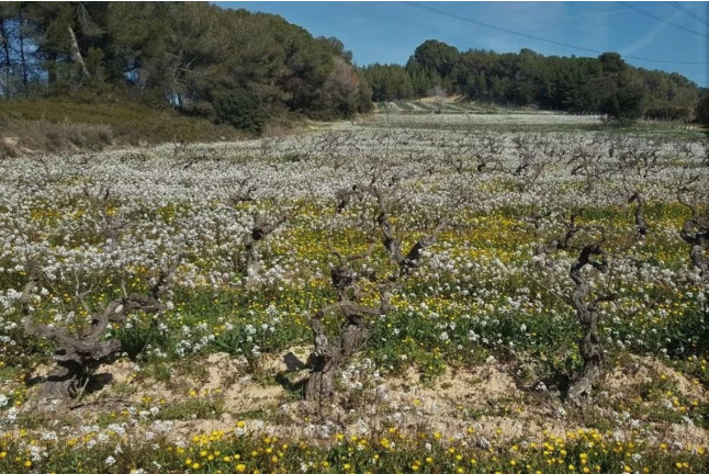 Visita a la Bodega y Viñedos El Jardí dels Sentits, Cata y Masterclass de Vinos para dos (Sant Sebastià dels Gorgs, Barcelona)