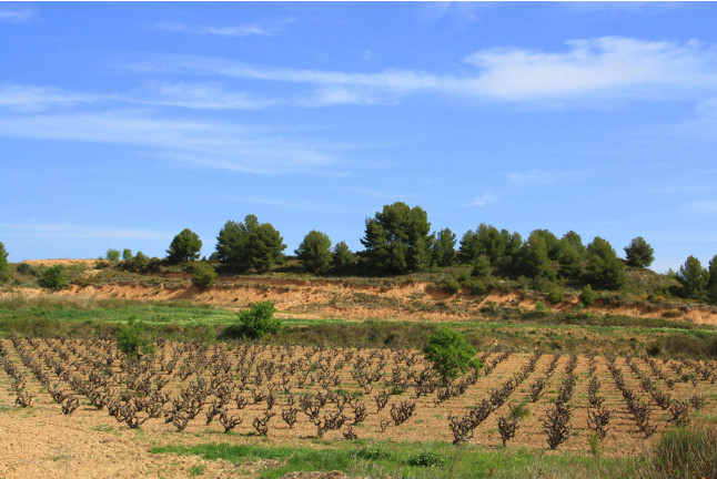 Visita a Bodega Miquel J. Jané y Cata de 3 vinos para dos (Barcelona) 