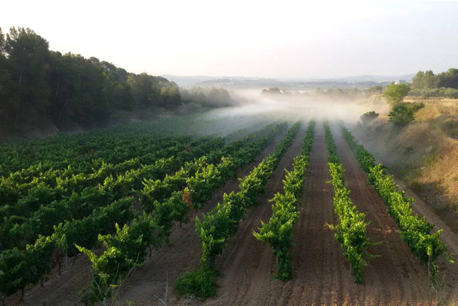 Visita a Bodega Miquel J. Jané y Cata de 3 vinos para dos (Barcelona) 