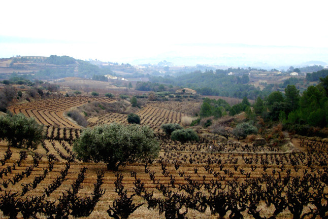 Visita a Bodega Miquel J. Jané y Cata de 3 vinos para dos (Barcelona) 