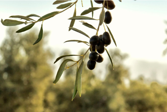 Cata La Esencia del Olivo: Paseo por los Olivares y Experiencia Sensorial de AOVE con Maridaje para dos en Molino del Arco (Ronda, Málaga)