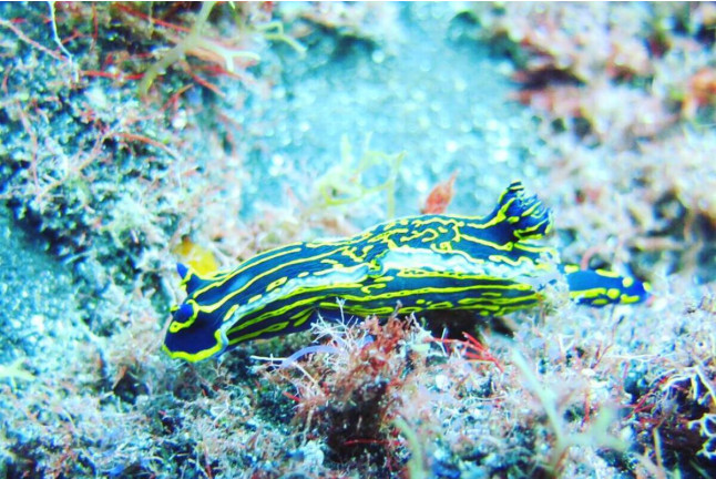 Excursión en Moto de Agua Biplaza y Bautismo de Buceo (Tarragona)