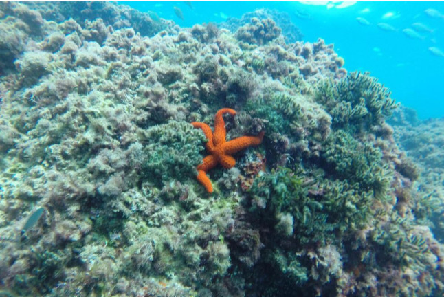 Excursión en Moto de Agua Biplaza y Bautismo de Buceo (Tarragona)