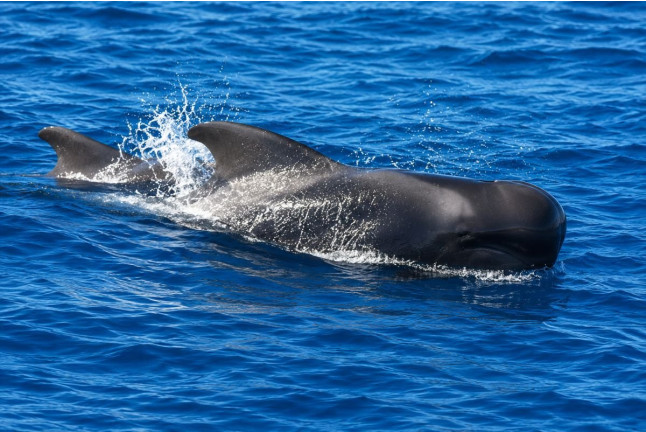 Dolphin Safari: Salida en Barco con Avistamiento de Cetáceos (Puerto Rico, Las Palmas)
