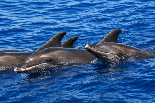 Dolphin Safari: Salida en Barco con Avistamiento de Cetáceos (Puerto Rico, Las Palmas)