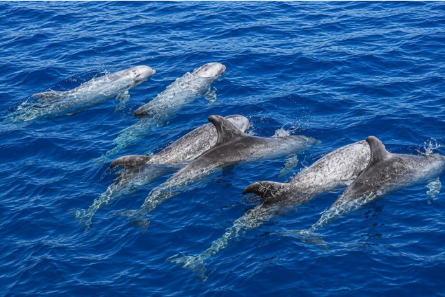 Dolphin Safari: Salida en Barco con Avistamiento de Cetáceos (Puerto Rico, Las Palmas)