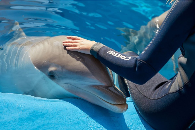 Entrada a Mundomar y Encuentro con Delfines (Benidorm, Alicante)