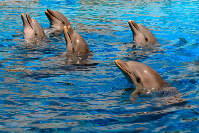 Entrada a Mundomar y Encuentro con Delfines (Benidorm, Alicante)