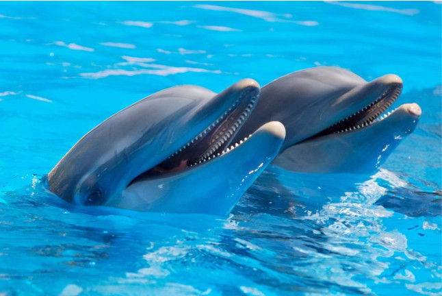 Entrada a Mundomar y Encuentro con Delfines (Benidorm, Alicante)