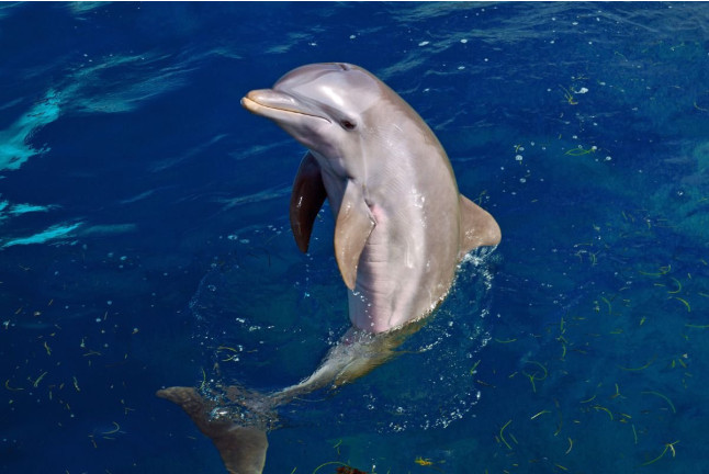 Entrada a Mundomar y Encuentro con Delfines (Benidorm, Alicante)
