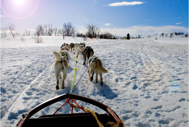 Mushing: Conducción de un Trineo con Perros Siberianos (Vall d'Aran)