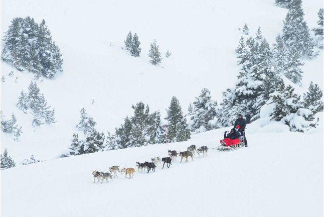 Mushing: Conducción de un Trineo con Perros Siberianos (Vall d'Aran)