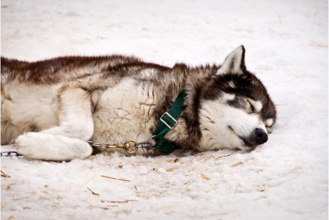 Mushing: Conducción de un Trineo con Perros Siberianos (Vall d'Aran)