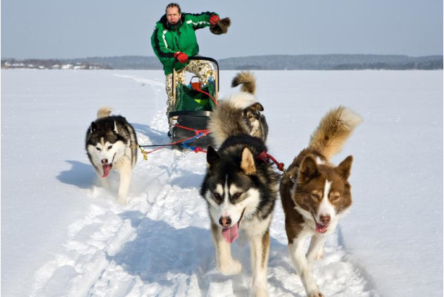 Mushing: Conducción de un Trineo con Perros Siberianos (Vall d'Aran)