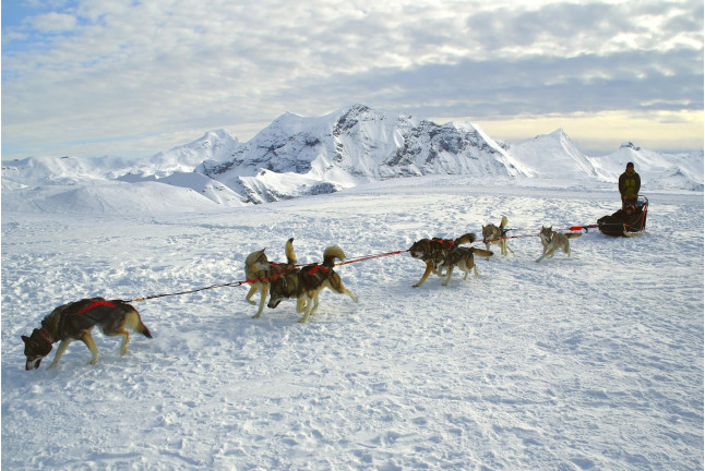 Mushing: Conducción de un Trineo con Perros Siberianos (Vall d'Aran)