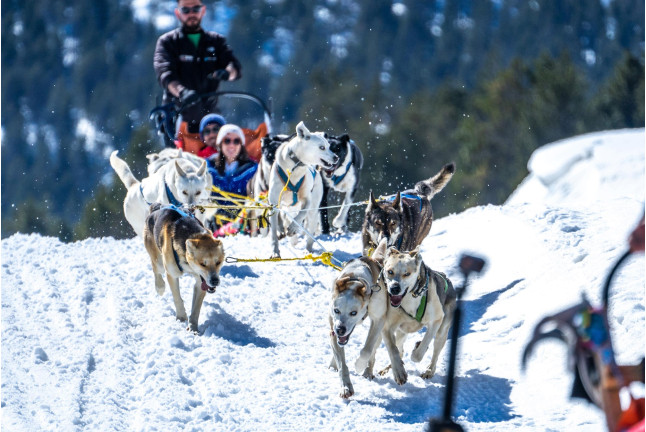 OFERTA Mushing: 3 Km de Paseo en Trineo tirado por Perros y Seguro en Grandvalira (Andorra)