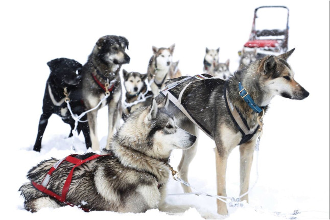 Mushing por la Senda de los Osos (Vall d'Aran, Lleida)