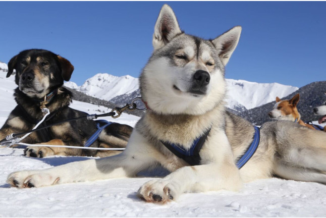 Mushing por la Senda de los Osos (Vall d'Aran, Lleida)