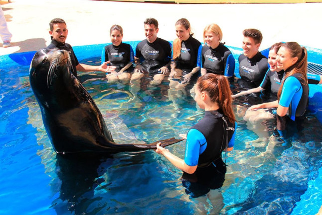 Entrada a Mundomar y Nadar con Leones Marinos (Benidorm, Alicante)