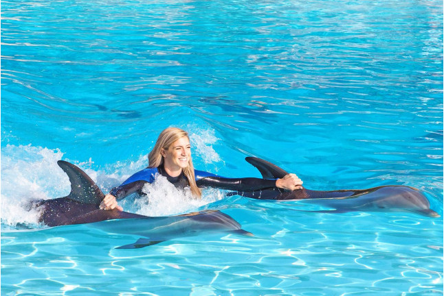 Dolphin Emotions Premium: Nadar con Delfines, Entrada a Zoomarine y Acceso para Acompañante (Portugal)