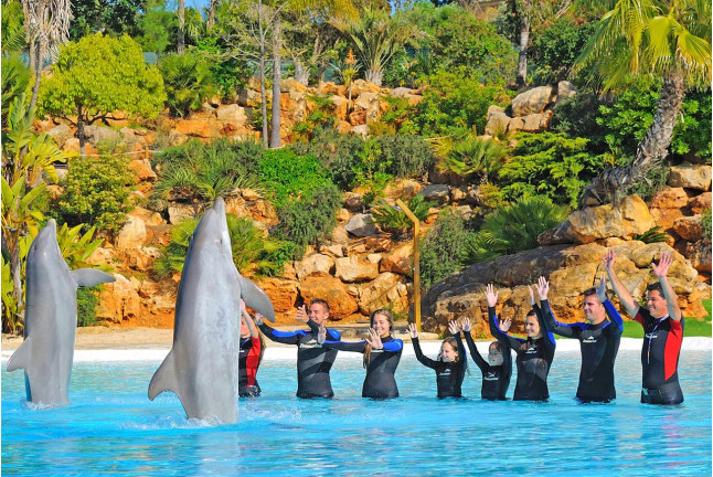 Dolphin Emotions Premium: Nadar con Delfines, Entrada a Zoomarine y Acceso para Acompañante (Portugal)