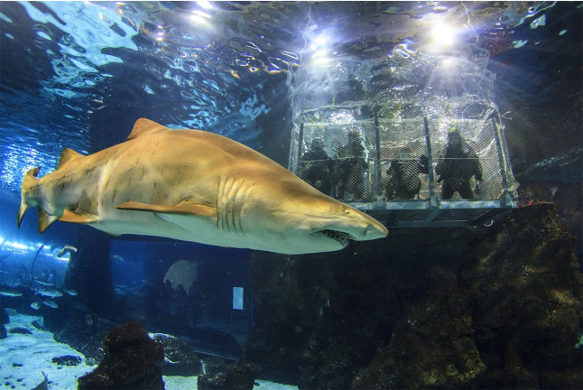 Sumérgete entre Tiburones (Barcelona)
