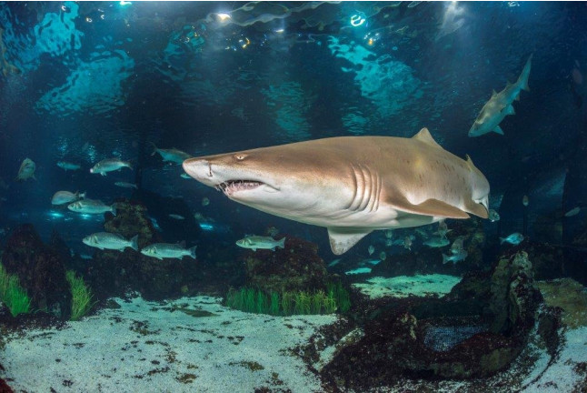Sumérgete entre Tiburones (Barcelona)