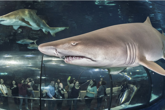 Sumérgete entre Tiburones (Barcelona)