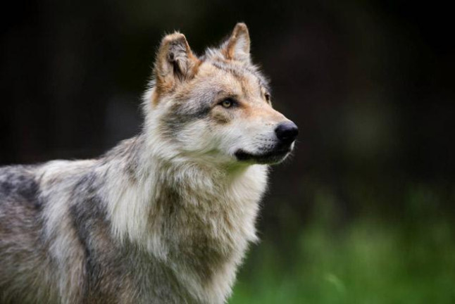OFERTA EXCLUSIVA: Entrada Única a Naturlandia, Parque de Animales y Tobotronc para dos (Andorra)
